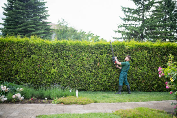 Monacaa Rik Zero-Impact Tree Removal Service in Monaca, PA | 18339630463